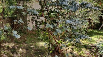 Tree Slaughter and more Painting