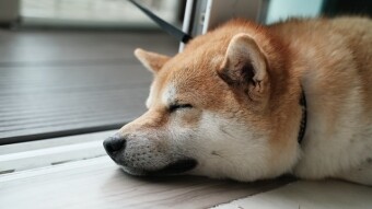 What is Dogecoin? The reason of rise of this cryptocurrency to become an alternative to Bitcoin