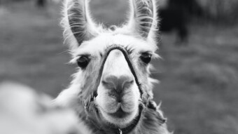 Upland: Non-Fungible Token On-Ramp