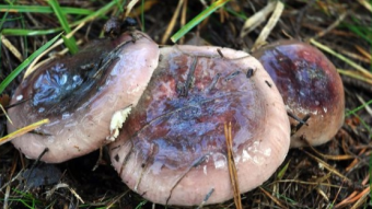 Mushrooms occurring in Europe - Russula turci