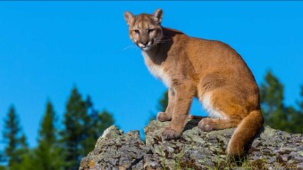 Mountain Lions on the Deck