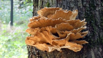 New mushroom finds and have previous mushrooms revived or survived?