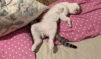 Mode :sleeping everywhere
