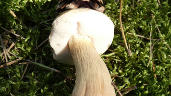 Mushrooms occurring in Europe - Tylopilus felleus