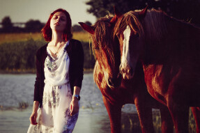 The Horses Story