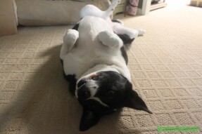 Luci belly side up ready to receive pets