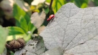 Insect videography.