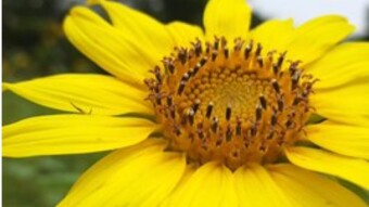 Flower Photography.