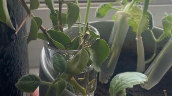 Slowing down, propagating bougainvillea and staying cool.