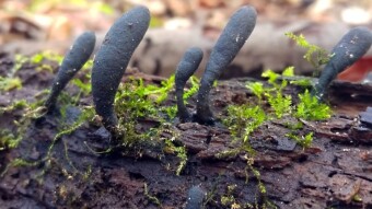 Mushrooms on dead trees - Próchnilec długotrzonkowy (Xylaria longipes Nitschke)