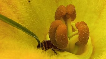 Flower Photograpy
