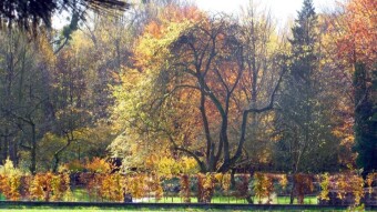In search of a warm autumn - a walk in the park and my finds - My Actifit Report Card: November 4 2023
