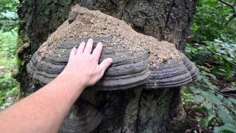 Huge mushrooms - Tinder fungus