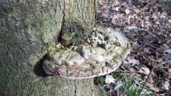 Spring search for arboreal mushrooms