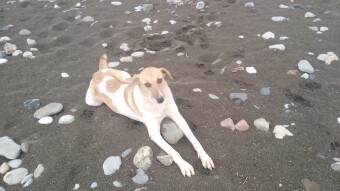 Stray Dog and The Kindness That Is There, Just Seek It!