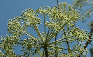 THE HEALING PROPERTIES OF ANGELICA (Angelica archangelica)