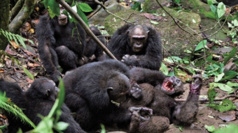 Our Closest Cousins - As Bad as Us?