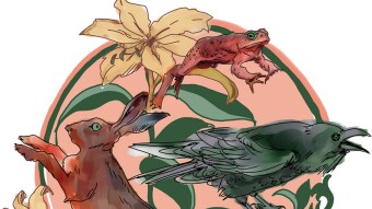 A new artwork design inspired by the Trio Hare, Toad, and Crow