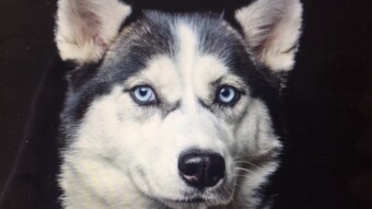 Weekly Briefing №95 | Going One-on-One With Fintech’s Big Dogs