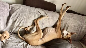 What a bad life!