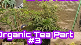 Skybuds Organic Grow Room #47 - Organic Tea Part 3