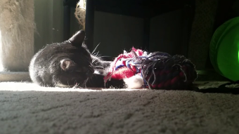 Walter and Luci playing with the same toy - Slow motion video