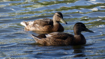Cycling in search of ducks - The same species in different environments