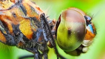 Macro Photography is the creative photography of the photography world