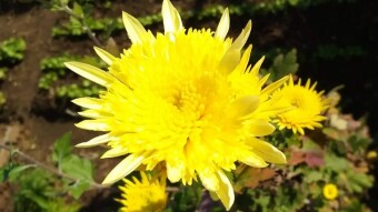 Chrysanthemum