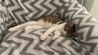 LOCOstories #44 sleeping on its new couch