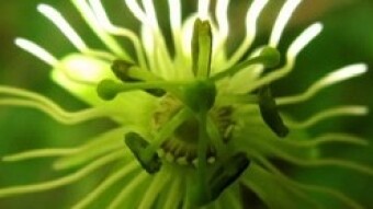 Little Yellow Passionflower