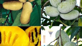 ORGANIC PAW PAW, A FRUIT CONFUSED FOR ITS NAME.