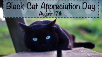 Black Cat Appreciation Day