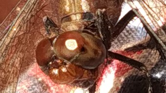 A dragonfly that posed for a photo