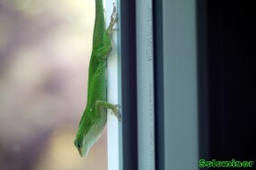 Full Spectrum Photography - Green Anole Lizard