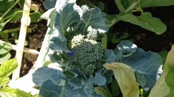 Our Vegetable Plots #29