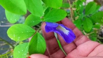 Photography of beautiful flower.