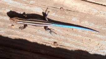 Can You name this lizard?