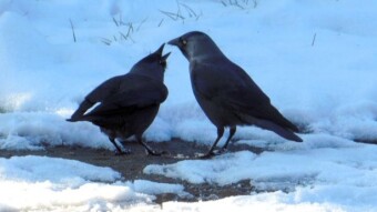 The mature jackdaw is still supported by its parents. Is it an Italian family model?