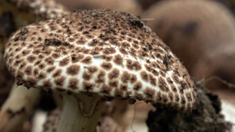 Freckled dapperling - not one amateur would think it was a Parasol mushroom
