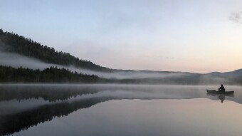 Morning glory