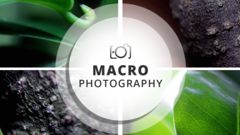 Macro Photography Session | Ficus Ginseng - Roots on the surface