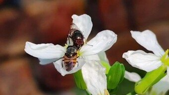 Creative Insect macro videography.