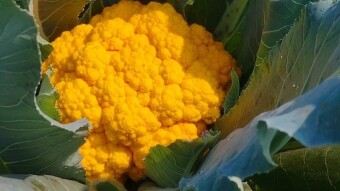 Yellow cauliflower garden videography