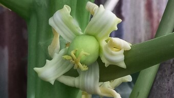 Papaya Flower photography
