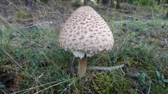 The hunt for Parasol mushrooms was quite successful, in the kitchen and on the screen - Jura Krakowsko-Częstochowska
