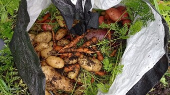 Our Vegetable Plots #28