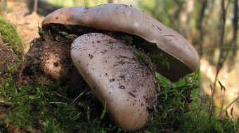 Mushrooms occurring in Europe - Tricholoma populinum