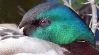 Sleeping male mallard duck in a park pond