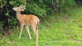 Urban wildlife